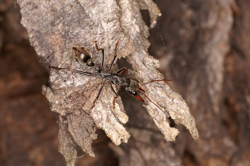 Myrmecia_ZZ392_D7095_Z_92_Wangaratta caravan park_Australie.jpg